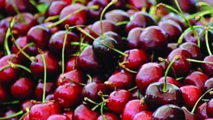 Ciliegie “frutto proibito” in Giappone: vendute a 226 euro l’una
